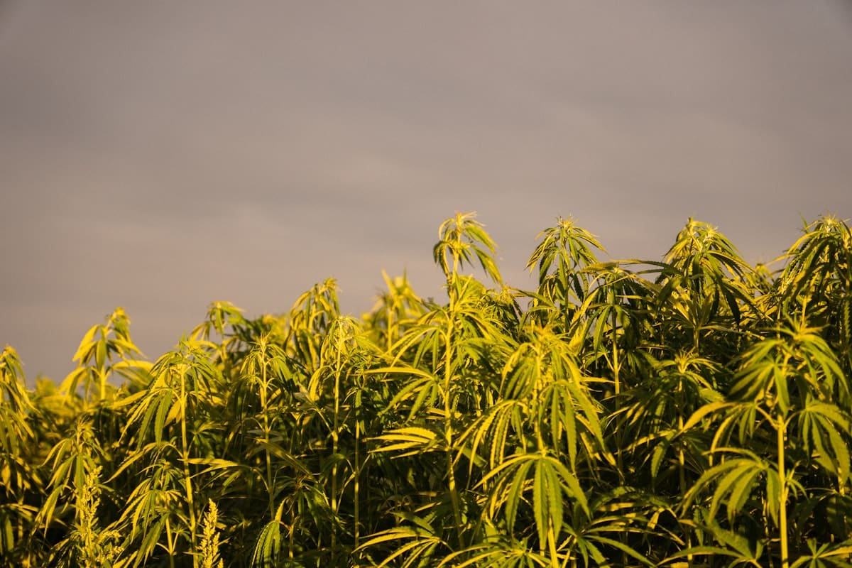 Culture de chanvre, plante dont la tige fournit la chènevotte