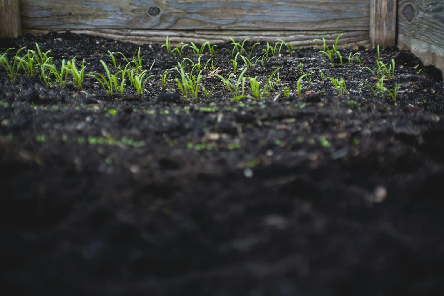 Jeunes plants de potager poussant dans un sol paillé et couvert