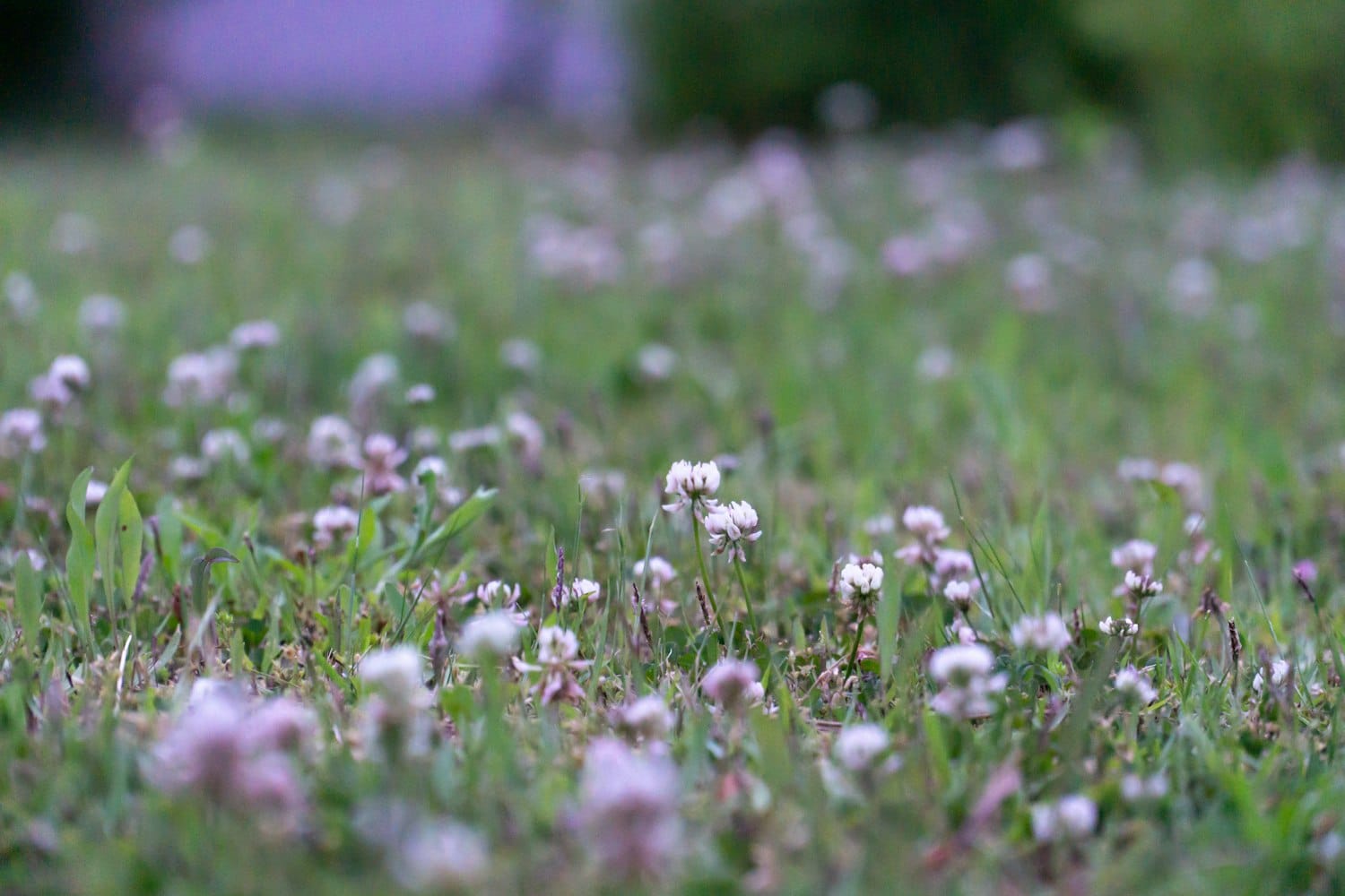 Pelouse de trèfle blanc en fleurs, verte et dense