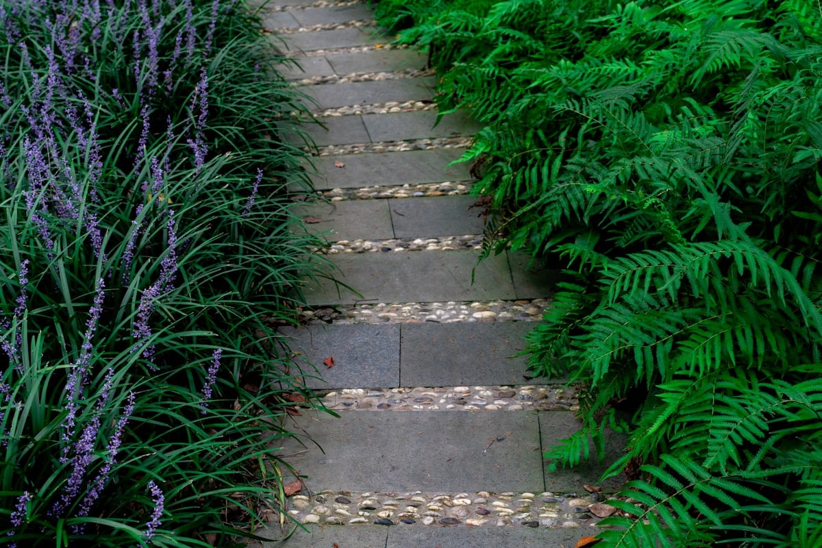 Allée de pierre bordée de fougères et de couvre-sols, jardin peu exigeant