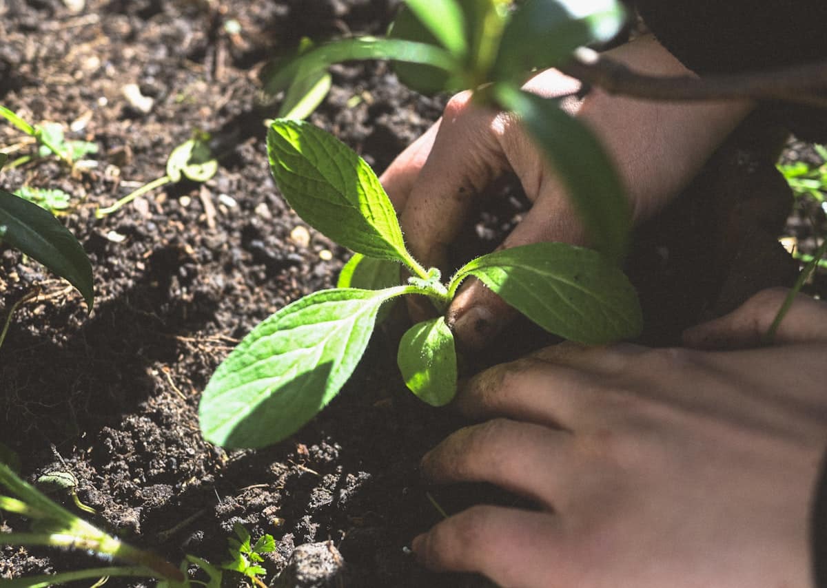 Mains plantant un jeune semis dans une terre sombre et meuble